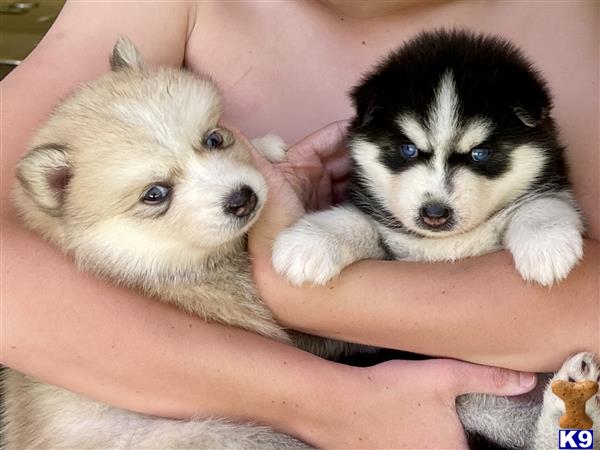 Pomeranian puppy for sale